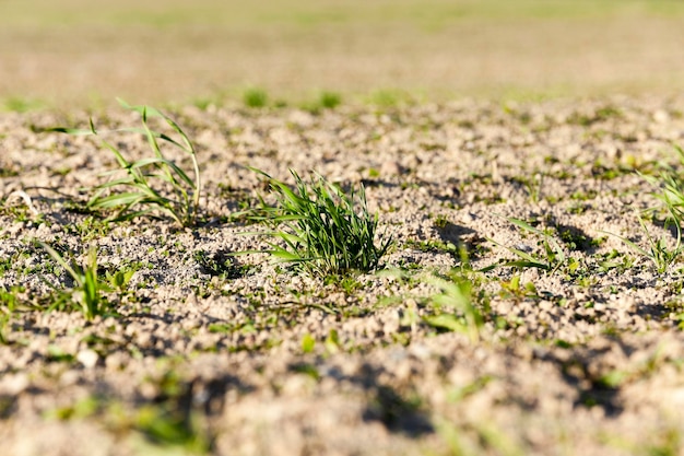 Young grass plants closeup