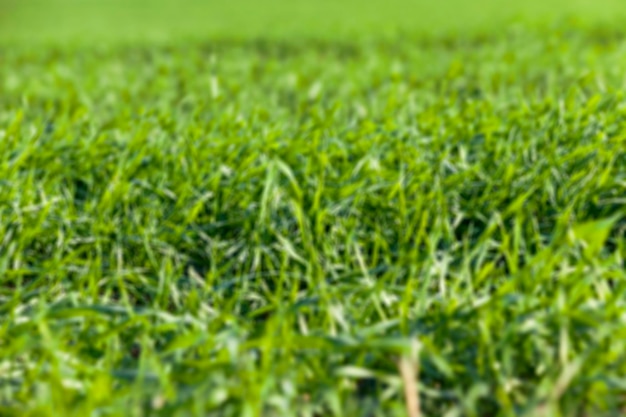 Photo young grass plants closeup