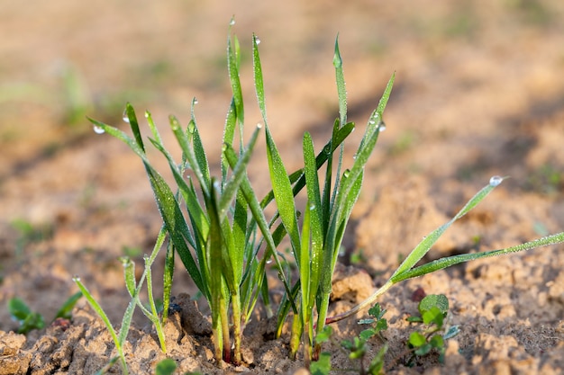 Young grass plants photographed