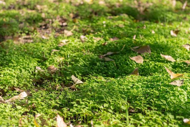 Young grass in the sun The concept of the arrival of spring