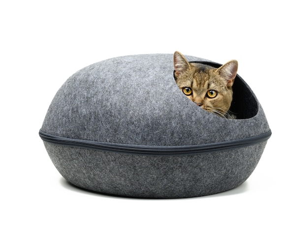 Young gray cat Scottish chinchilla erect sits in an oval gray felt house on a white surface. A place to sleep and rest