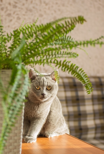 木製のテーブルに座っている若い灰色の猫