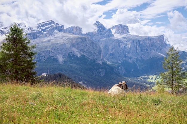 A young gray cow in a pasture admires the panorama of the Italian Alps