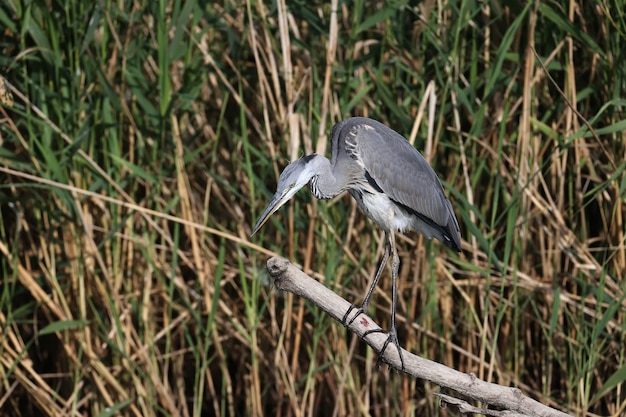 어린 회색 왜가리 (Ardea cinerea)가 강가의 통나무에 서서 먹이를 찾습니다. 확대