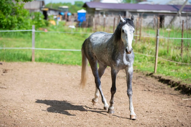 パドックの若い灰色の馬 フェンスの後ろの馬