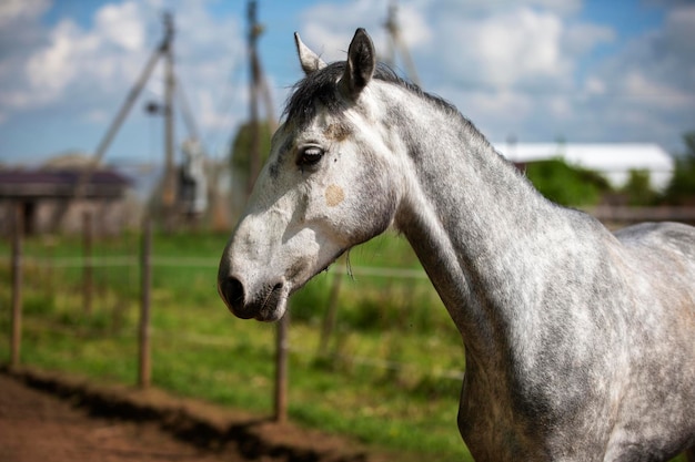 パドックの若い灰色の馬 フェンスの後ろの馬