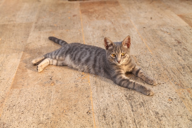 石の床に横たわっている若い灰色の子猫