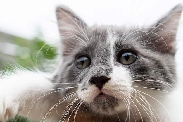 Young gray-white cat posing for photo.