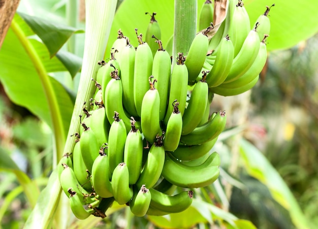 Giovane banana verde sull'albero. frutta. banane.