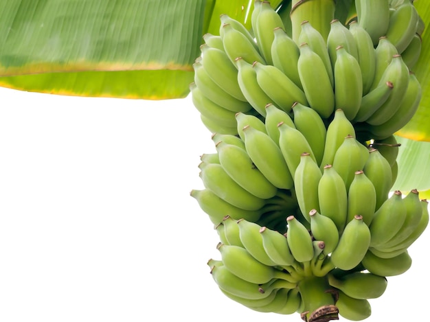 Young green bananas, near maturity, on banana trees, a very useful and nutritious tropical plant.