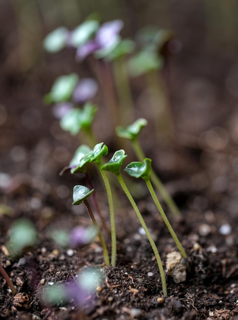 Young green basil seedling Effective growing of vegetable and plant seedlings