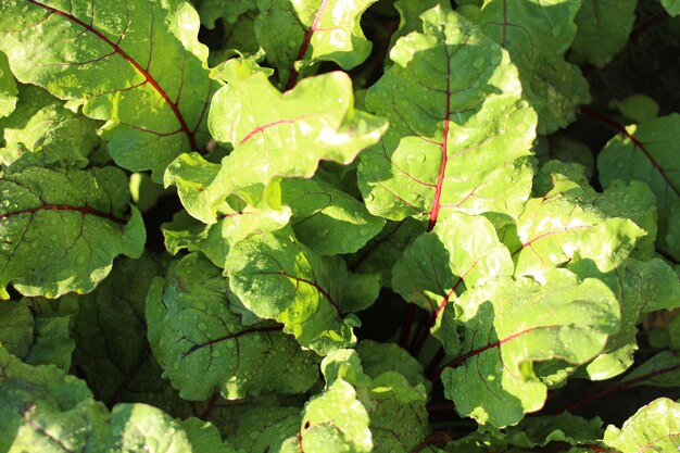 Young green beet leaves during the morning dew