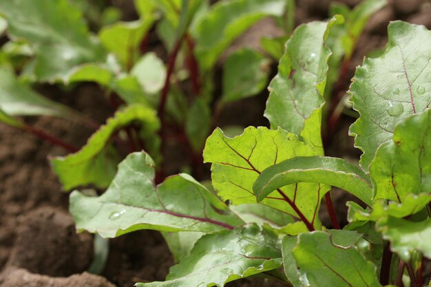 Young green beetroot plans on a path in the vegetable garden