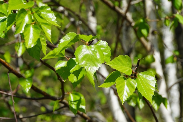 Young green birch leaves close up.