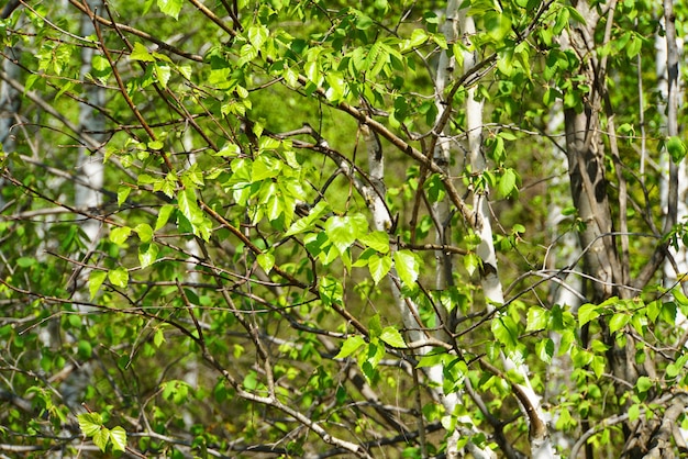 Young green birch leaves close up.