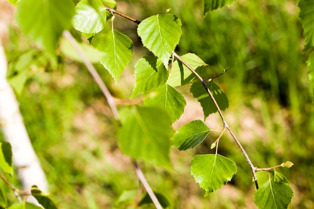 Giovani foglie di betulla verde nella stagione primaverile