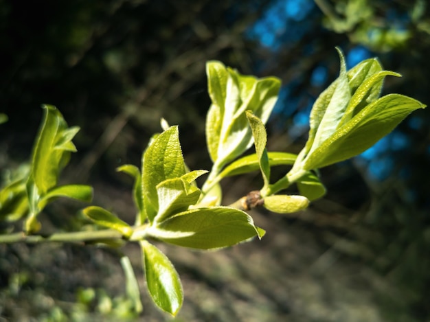 Photo young green blossoming leaves on the branches of a tree springtime