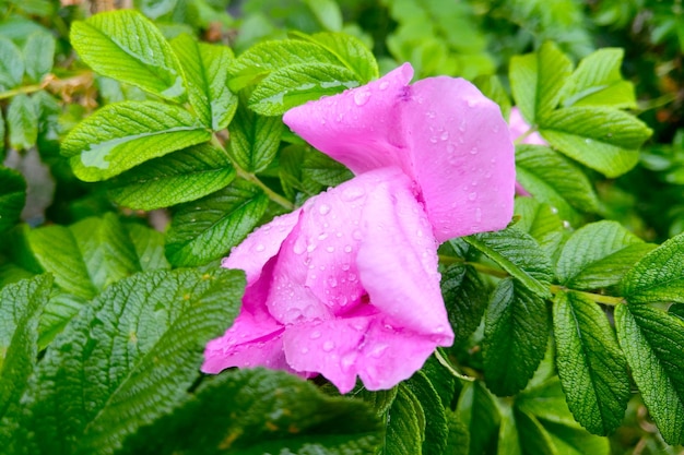 花の咲く庭のバラを持つ若い緑の枝