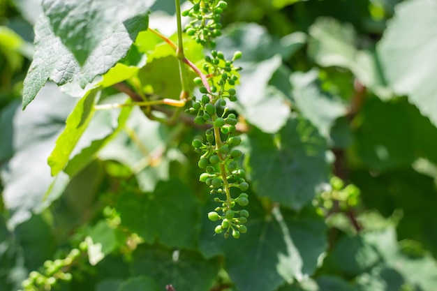 Young green bunch of nascent grapes Growing fruits and berries in the garden