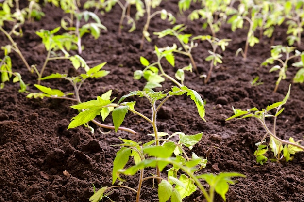 The young green bush of tomato photographed by a close up