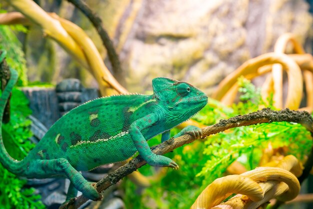 Young green chameleon on a branch. Cute pet. Protective coloring of the animal.