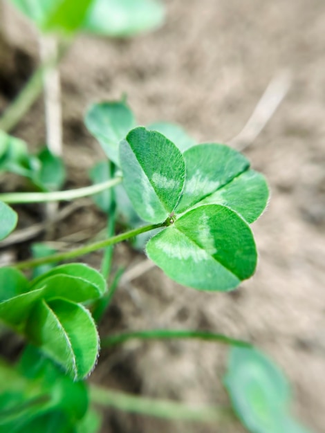 Young green clover leaves grow on the lawn in early spring