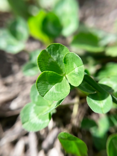 Young green clover leaves grow on the lawn in early spring