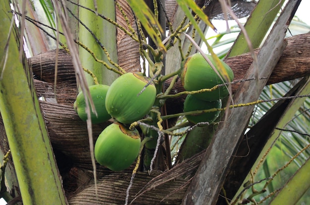 Young Green Coconut on Tree