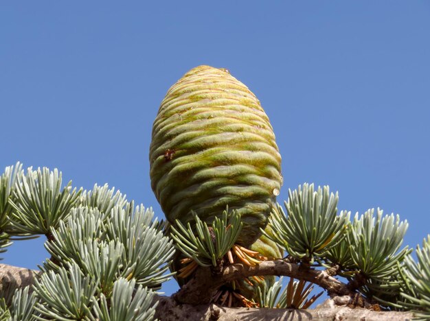 Young green cone cedar