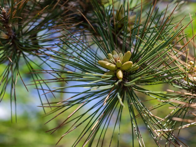 Young green cones on a pine branch against of a green forest on a sunny spring day.