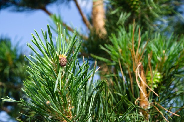 Young green cones on pine branches against the blue sky