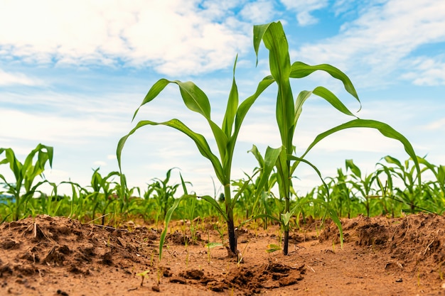 Photo young green corn in farm agriculture