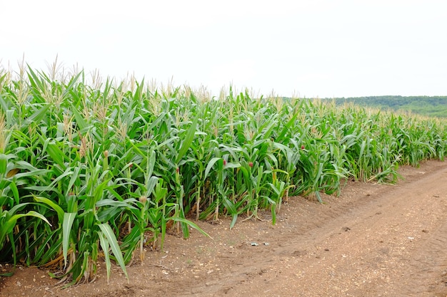 Un giovane campo di grano verde contro il cielo con sfondo di nuvole