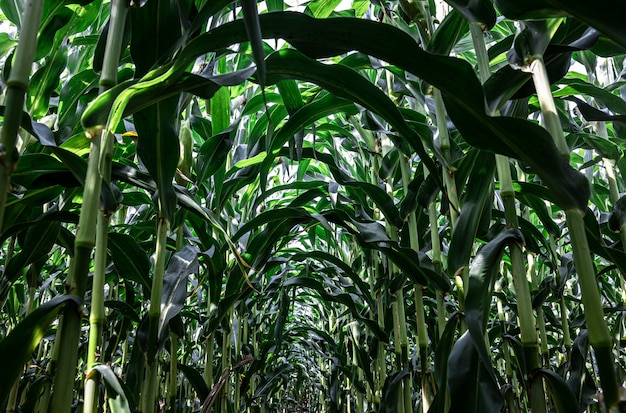 Giovane mais verde che cresce sullo sfondo del campo