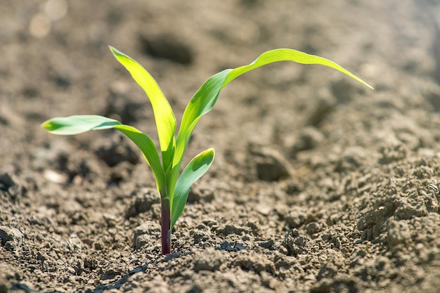 Young green corn growing on the field. Young Corn Plants.