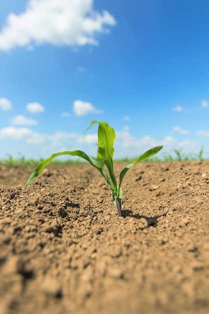 Young green corn growing on the field. Young Corn Plants.