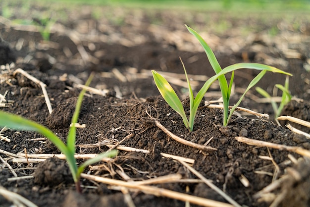 Young green corn growing on the field young corn plants