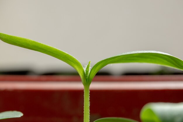 Young green cucumber plants growing macro shot