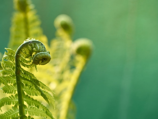 Foto giovane felce verde nella foresta.