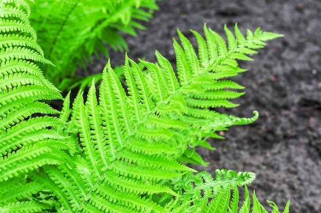 Young green fern leaves