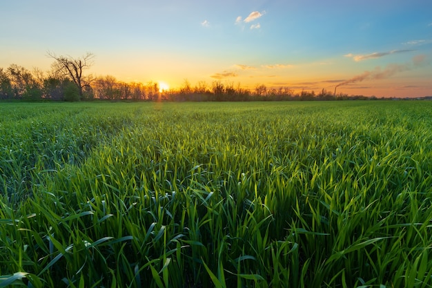 Young green field in the sunlight / agriculture field of young wheat Ukraine