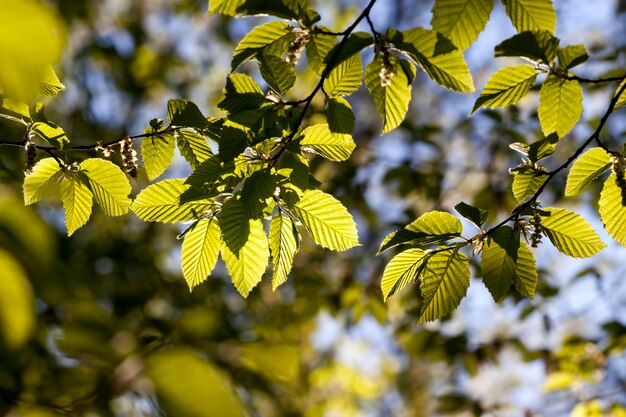 Young green foliage on the crab in the spring season