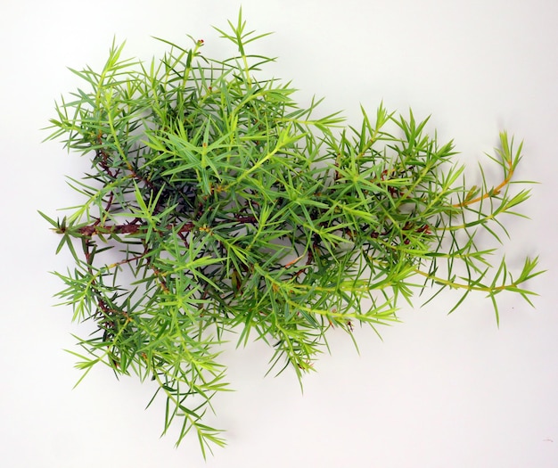 Young green fresh juniper branch isolated on white. Plants of Spain, nature background