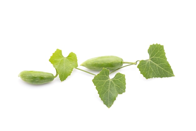 Young green fruit and leaf of ivy Gourd isolated on white