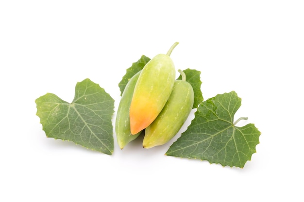 Young green fruit and leaf of ivy Gourd isolated on white