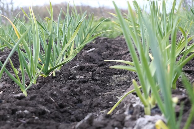 young green garlic