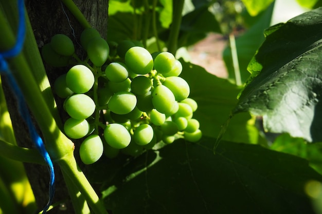 ブドウの木の枝にぶら下がっている若い緑のブドウ 将来の作物としての未熟なブドウ 植物の病気 植物の病気 緑のブドウの葉 セルビア ヴォイヴォディナ・スレムスカ・ミトロヴィツァ セルビアのワイン造り