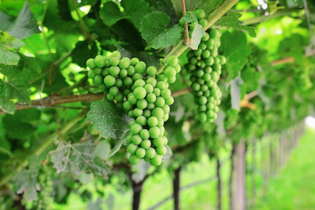 Young green grapes on the vin closeup