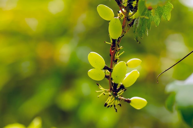 Young green grapes with blurred background