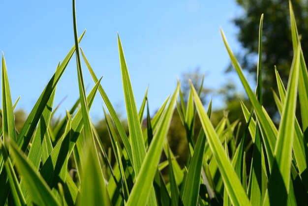 Young green grass close up on blue sky background